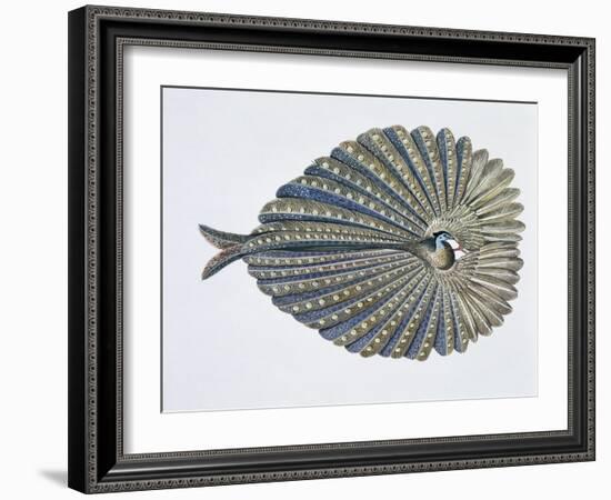 Close-Up of an Argus Pheasant Dancing with its Wings-null-Framed Giclee Print