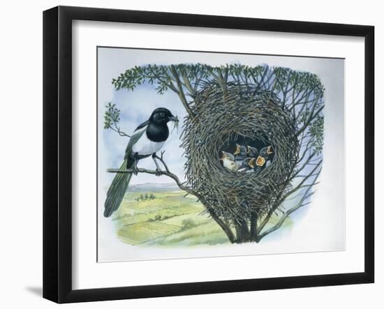 Close-Up of an Australian Magpie Holding an Insect for its Youngs-null-Framed Giclee Print