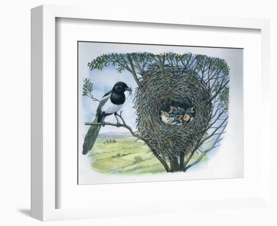 Close-Up of an Australian Magpie Holding an Insect for its Youngs-null-Framed Giclee Print