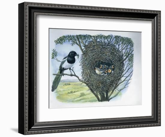 Close-Up of an Australian Magpie Holding an Insect for its Youngs-null-Framed Giclee Print