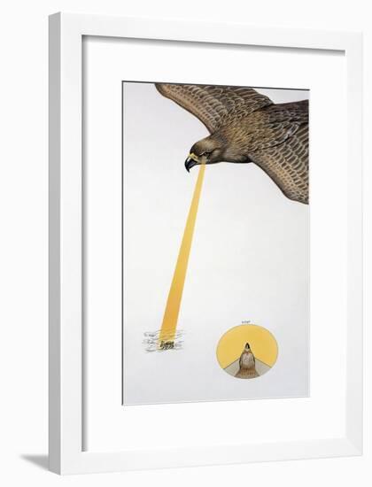 Close-Up of an Eagle Looking Down-null-Framed Giclee Print