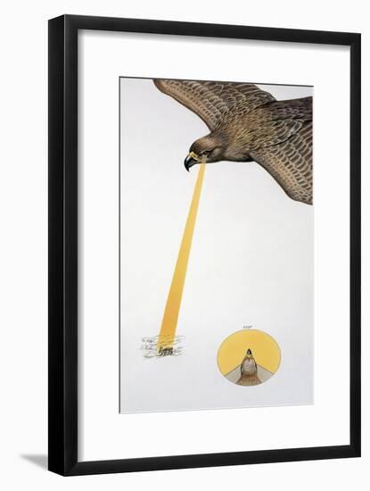 Close-Up of an Eagle Looking Down-null-Framed Giclee Print