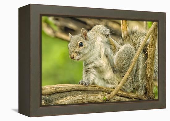 Close Up of an Eastern Gray Squirrel Scratching Itself on Branch-Rona Schwarz-Framed Premier Image Canvas