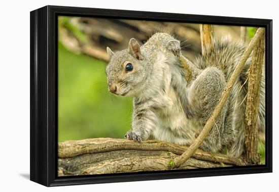 Close Up of an Eastern Gray Squirrel Scratching Itself on Branch-Rona Schwarz-Framed Premier Image Canvas