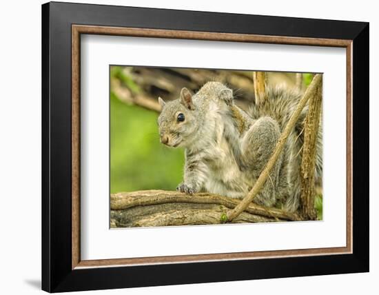 Close Up of an Eastern Gray Squirrel Scratching Itself on Branch-Rona Schwarz-Framed Photographic Print