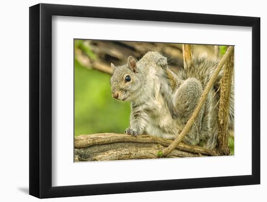 Close Up of an Eastern Gray Squirrel Scratching Itself on Branch-Rona Schwarz-Framed Photographic Print