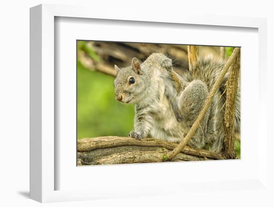 Close Up of an Eastern Gray Squirrel Scratching Itself on Branch-Rona Schwarz-Framed Photographic Print