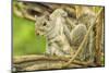 Close Up of an Eastern Gray Squirrel Scratching Itself on Branch-Rona Schwarz-Mounted Photographic Print