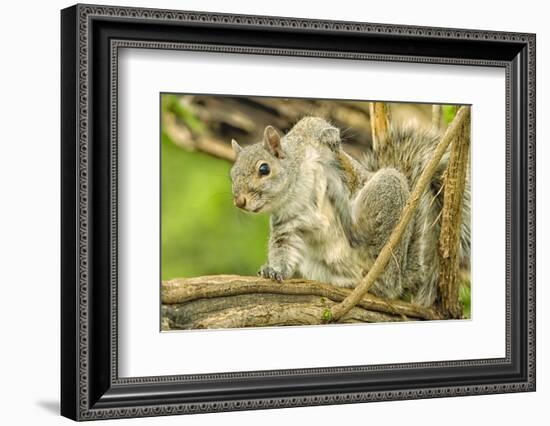 Close Up of an Eastern Gray Squirrel Scratching Itself on Branch-Rona Schwarz-Framed Photographic Print