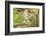 Close Up of an Eastern Gray Squirrel Scratching Itself on Branch-Rona Schwarz-Framed Photographic Print