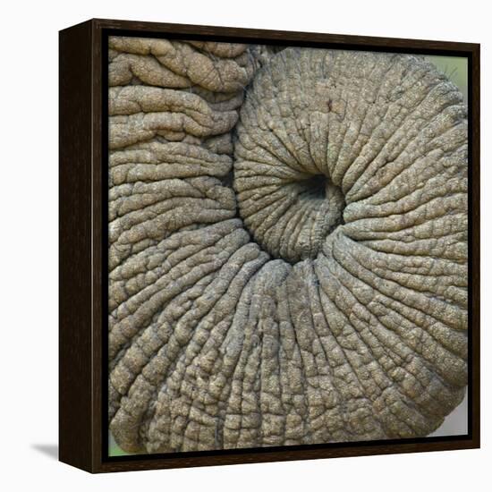 Close-up of an Elephant Trunk, Ngorongoro Conservation Area, Arusha Region, Tanzania-null-Framed Premier Image Canvas