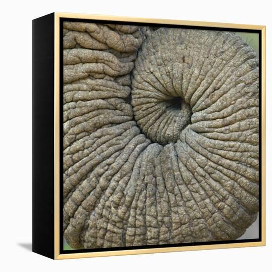 Close-up of an Elephant Trunk, Ngorongoro Conservation Area, Arusha Region, Tanzania-null-Framed Premier Image Canvas