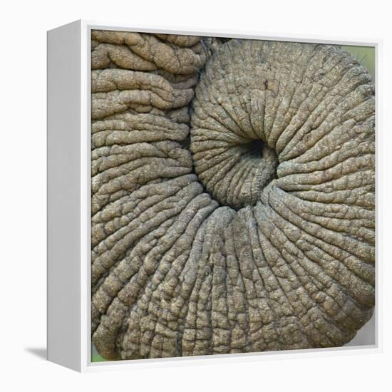 Close-up of an Elephant Trunk, Ngorongoro Conservation Area, Arusha Region, Tanzania-null-Framed Premier Image Canvas
