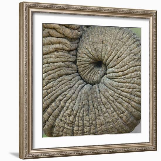 Close-up of an Elephant Trunk, Ngorongoro Conservation Area, Arusha Region, Tanzania-null-Framed Photographic Print