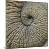 Close-up of an Elephant Trunk, Ngorongoro Conservation Area, Arusha Region, Tanzania-null-Mounted Photographic Print