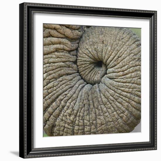 Close-up of an Elephant Trunk, Ngorongoro Conservation Area, Arusha Region, Tanzania-null-Framed Photographic Print