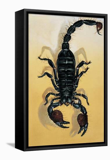 Close-Up of an Emperor Scorpion (Pandinus Imperator)-null-Framed Premier Image Canvas