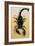 Close-Up of an Emperor Scorpion (Pandinus Imperator)-null-Framed Giclee Print