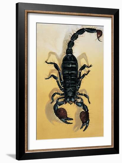 Close-Up of an Emperor Scorpion (Pandinus Imperator)-null-Framed Giclee Print