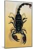 Close-Up of an Emperor Scorpion (Pandinus Imperator)-null-Mounted Giclee Print