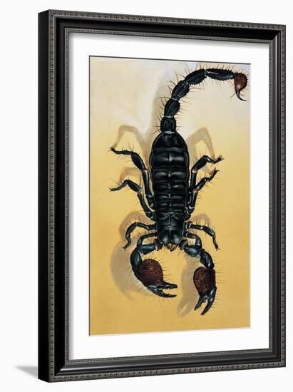 Close-Up of an Emperor Scorpion (Pandinus Imperator)-null-Framed Giclee Print