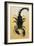 Close-Up of an Emperor Scorpion (Pandinus Imperator)-null-Framed Giclee Print