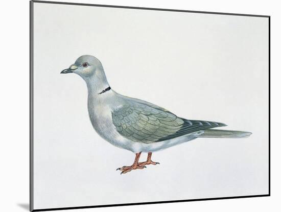 Close-Up of an Eurasian Collared Dove (Streptopelia Decaocto)-null-Mounted Giclee Print