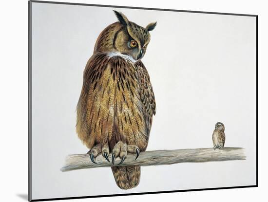 Close-Up of an Eurasian Eagle Owl (Bubo Bubo) Perching on a Branch with an Eurasian Pygmy Owl (Glau-null-Mounted Giclee Print