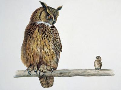 Vintage Eurasian Pygmy Owl Print