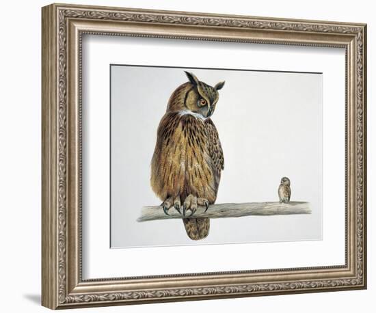 Close-Up of an Eurasian Eagle Owl (Bubo Bubo) Perching on a Branch with an Eurasian Pygmy Owl (Glau-null-Framed Giclee Print