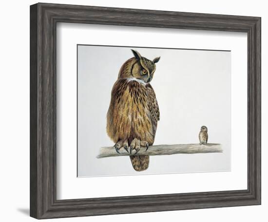 Close-Up of an Eurasian Eagle Owl (Bubo Bubo) Perching on a Branch with an Eurasian Pygmy Owl (Glau-null-Framed Giclee Print