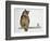 Close-Up of an Eurasian Eagle Owl (Bubo Bubo) Perching on a Branch with an Eurasian Pygmy Owl (Glau-null-Framed Giclee Print