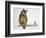 Close-Up of an Eurasian Eagle Owl (Bubo Bubo) Perching on a Branch with an Eurasian Pygmy Owl (Glau-null-Framed Giclee Print