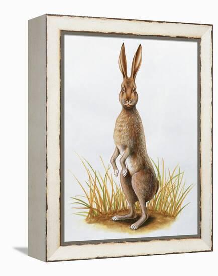 Close-Up of an European Hare Standing in Tall Grass (Lepus Europaeus)-null-Framed Premier Image Canvas