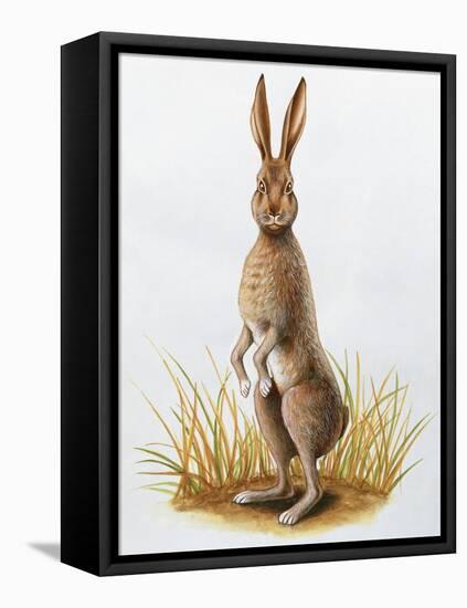 Close-Up of an European Hare Standing in Tall Grass (Lepus Europaeus)-null-Framed Premier Image Canvas