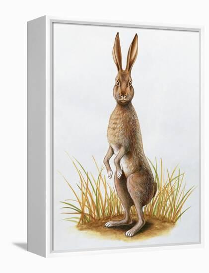 Close-Up of an European Hare Standing in Tall Grass (Lepus Europaeus)-null-Framed Premier Image Canvas
