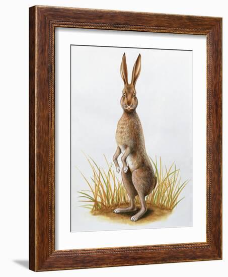 Close-Up of an European Hare Standing in Tall Grass (Lepus Europaeus)-null-Framed Giclee Print
