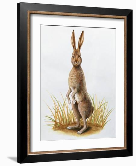 Close-Up of an European Hare Standing in Tall Grass (Lepus Europaeus)-null-Framed Giclee Print