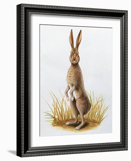 Close-Up of an European Hare Standing in Tall Grass (Lepus Europaeus)-null-Framed Giclee Print