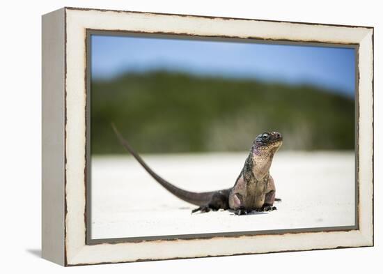 Close-Up of an Iguana on the Beach Near Staniel Cay, Exuma, Bahamas-James White-Framed Premier Image Canvas