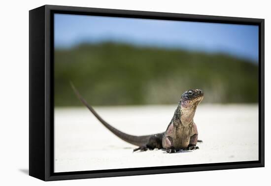 Close-Up of an Iguana on the Beach Near Staniel Cay, Exuma, Bahamas-James White-Framed Premier Image Canvas