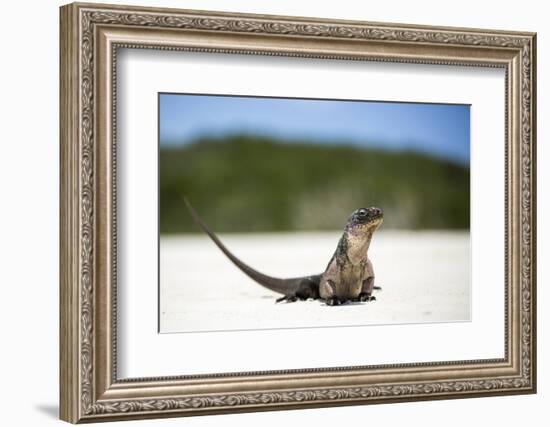 Close-Up of an Iguana on the Beach Near Staniel Cay, Exuma, Bahamas-James White-Framed Photographic Print