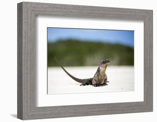 Close-Up of an Iguana on the Beach Near Staniel Cay, Exuma, Bahamas-James White-Framed Photographic Print