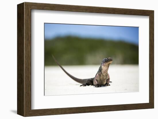 Close-Up of an Iguana on the Beach Near Staniel Cay, Exuma, Bahamas-James White-Framed Photographic Print