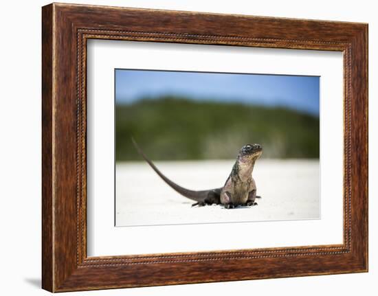 Close-Up of an Iguana on the Beach Near Staniel Cay, Exuma, Bahamas-James White-Framed Photographic Print