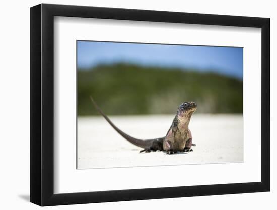 Close-Up of an Iguana on the Beach Near Staniel Cay, Exuma, Bahamas-James White-Framed Photographic Print