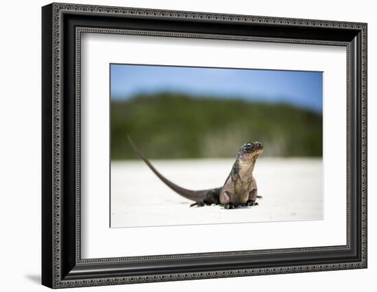 Close-Up of an Iguana on the Beach Near Staniel Cay, Exuma, Bahamas-James White-Framed Photographic Print