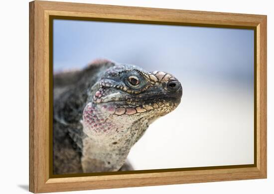 Close-Up of an Iguana on the Beach Near Staniel Cay, Exuma, Bahamas-James White-Framed Premier Image Canvas