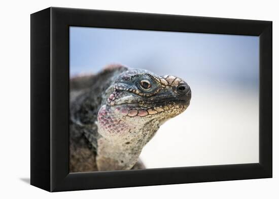 Close-Up of an Iguana on the Beach Near Staniel Cay, Exuma, Bahamas-James White-Framed Premier Image Canvas