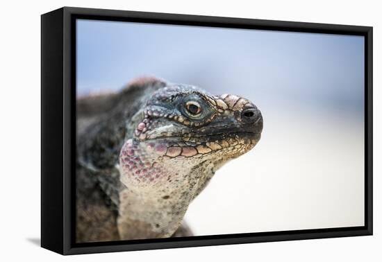 Close-Up of an Iguana on the Beach Near Staniel Cay, Exuma, Bahamas-James White-Framed Premier Image Canvas